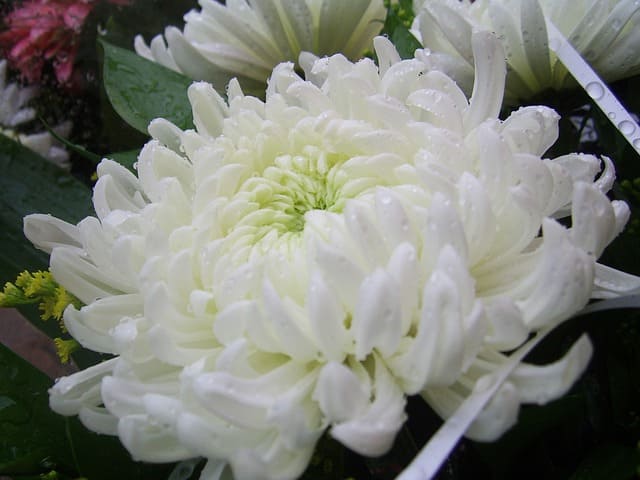 大菊　白