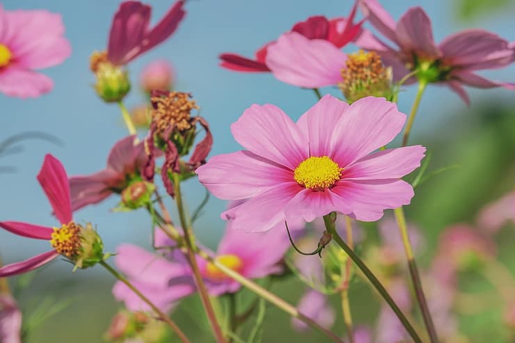コスモス