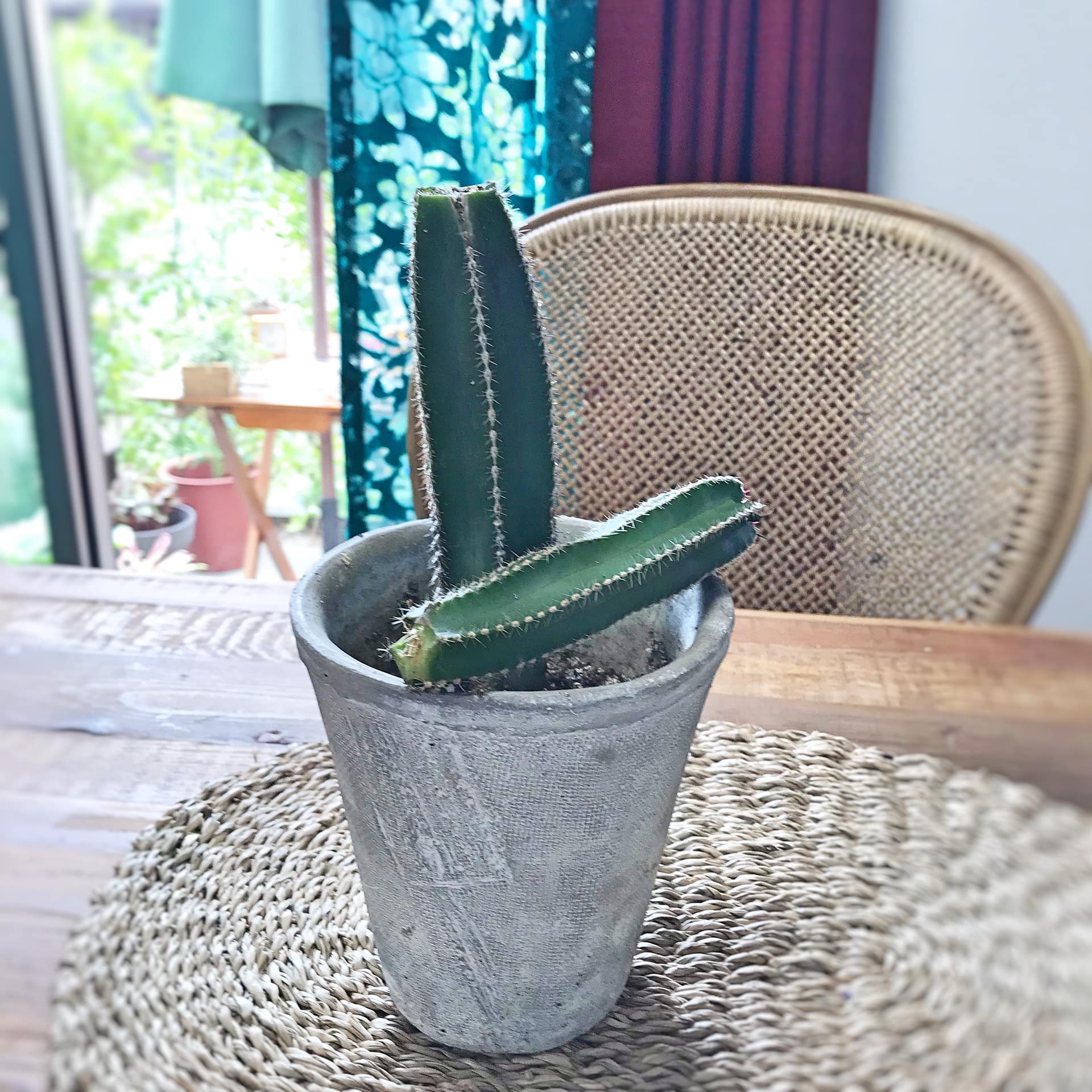 折れたサボテン