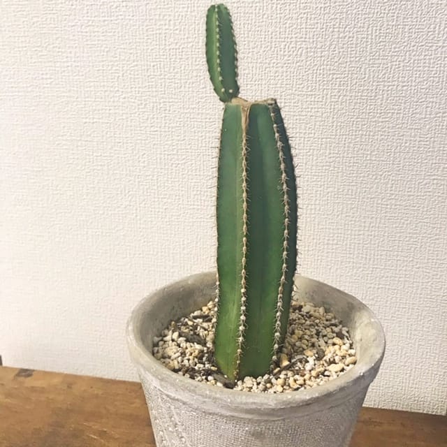 折れたサボテンのその後